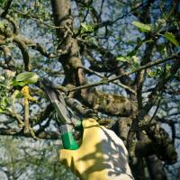 Melbourne Tree Removal Guys image 5